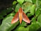 Gnathothlibus erotus erotus, Sphingidae (Cramer 1777)