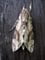 Agrius convolvuli, Sphingidae (Linnaeus 1758)