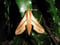 Theretra lycetus, Sphingidae (Cramer 1775)
