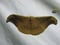 Antheraea platessa, Saturniidae (Rothschild 1903)