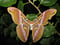 Samia kohlli, Saturniidae (Naumann & Peigler 2001)