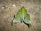 Rhodoprasina callantha, Sphingidae (Jordan 1929)