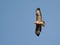 Buse variable