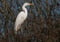 Grande aigrette