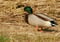 Canard Colvert