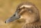 Canard Colvert femelle