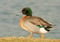 Canard  hybride Colvert