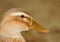 Canard Colvert femelle