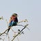 Mein Lieblingsvogel: lilac breasted roller (Gabelracke)