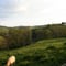 vue de la vallée et des Vache de type AUBRAC ( Aveyron Laguiole) 