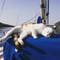 One of the best photos of Kekku, the sailing co-cat of VelaKi! 