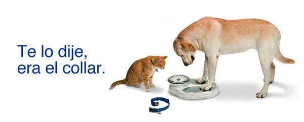 perro gato peso