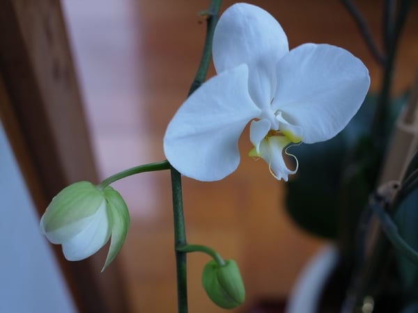 news設計室　事務所　胡蝶蘭