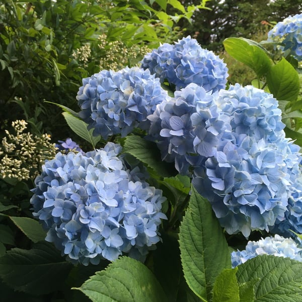 news設計室　建築家　紫陽花　松本市　安曇野市