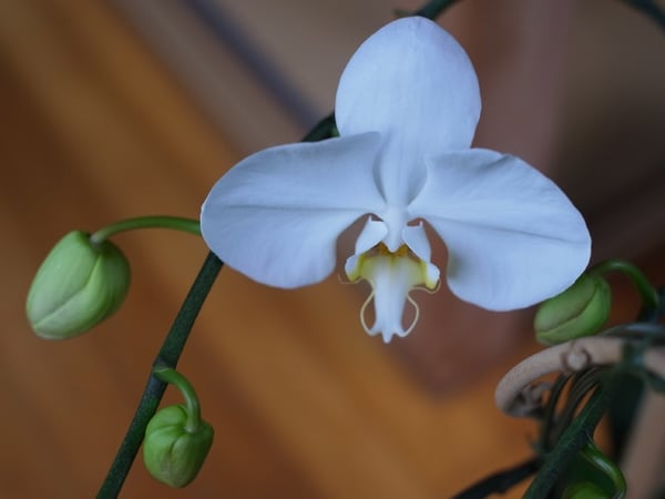 news設計室　事務所　胡蝶蘭