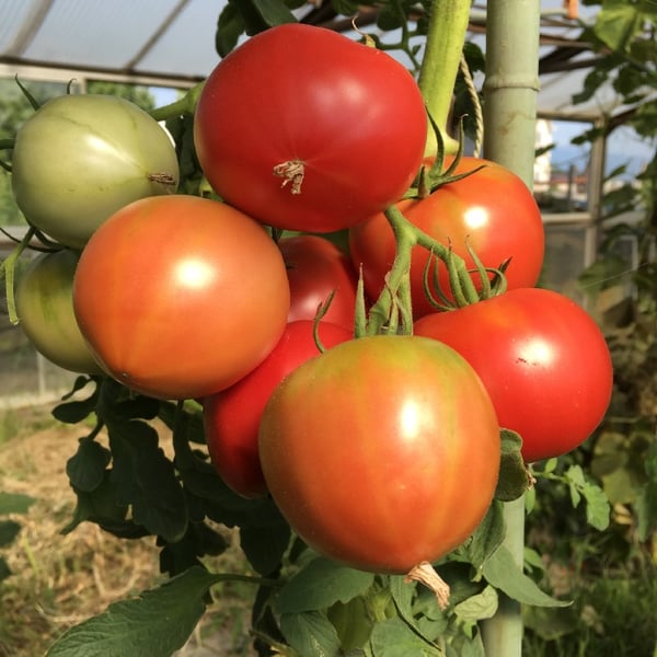 news設計室　建築家　半農半建　農作業　野菜づくり　トマト