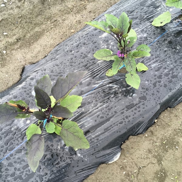 news設計室　建築家　半農半建　農作業　野菜づくり　松本市　安曇野市