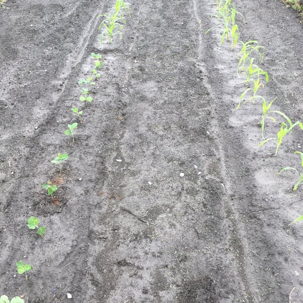 news設計室　建築家　半農半建　農作業　野菜づくり　松本市　安曇野市