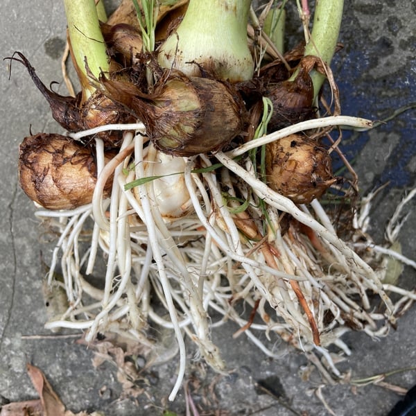 news設計室　建築家　半農半建　農作業　野菜づくり　松本市　安曇野市　里芋