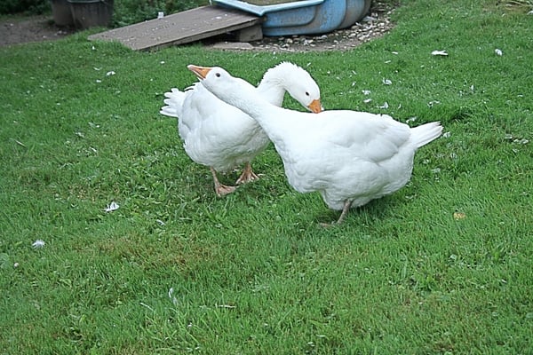 Wer Nachbars Gänse sieht (oder hört!) ist angekommen.