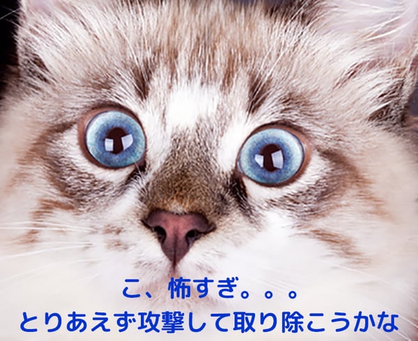 怖かったからという理由で愛猫から攻撃されてしまうこともおおいですね。。