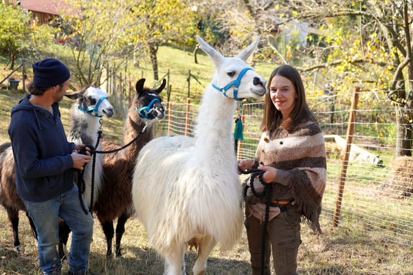 Lamawanderung, Lama wandern, Lama Erlebnis, Familienausflug, Lama Mama, Sommerein, Niederösterreich