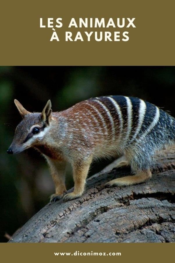 les animaux à rayures