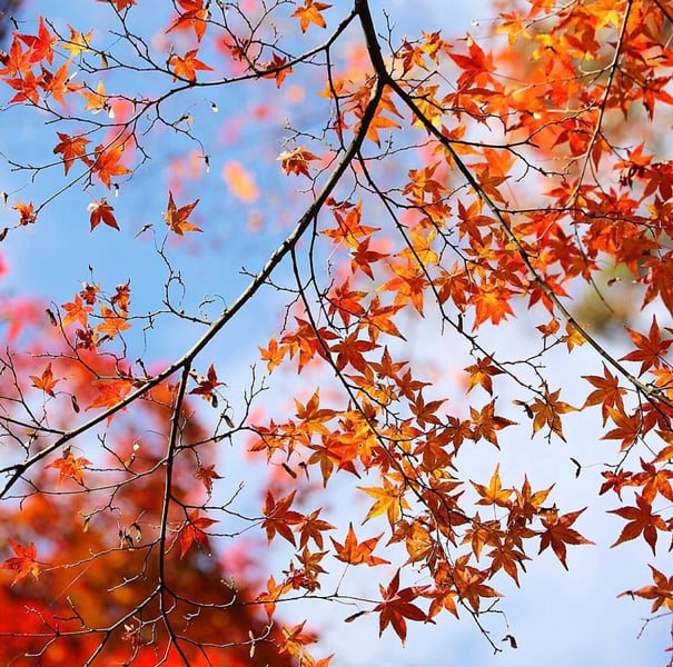 京都市下京区四条烏丸の心療内科、女医のいるメンタルクリニック、オンライン診療、マインドフルネス