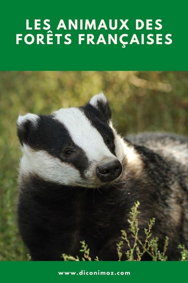 les animaux des forêts françaises