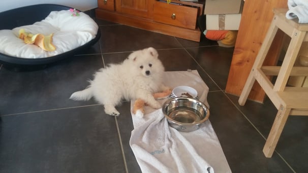 Nayako (dit "Naya"), dans son nouveau foyer né en 2017