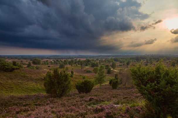 Blick über weitläufige Heideflächen in der Lüneburger Heide nahe Hof Höpen.
