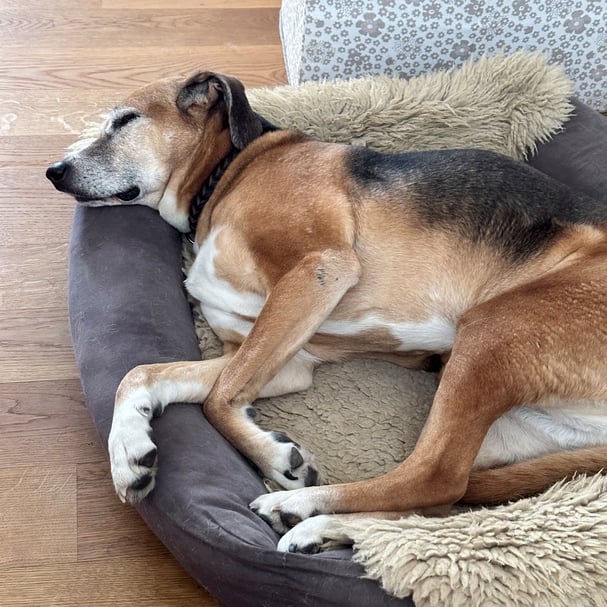 Energetische Behandlungen bei Tieren