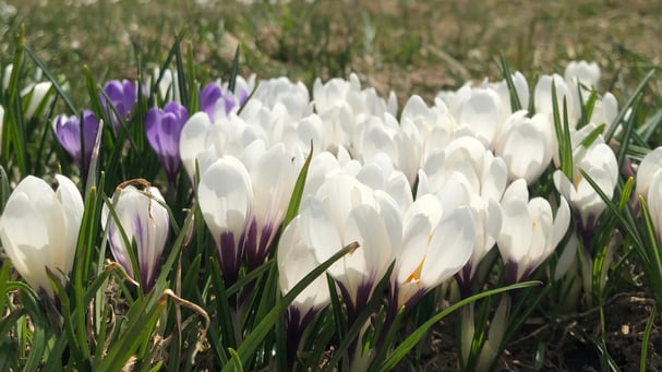 Naturcoaching, Frühling