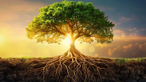 Wurzel die dich vor dem Sturm schützen