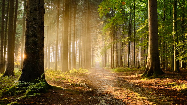 transformative Reise - mein Naturcoaching für ein unbeschwertes Leben