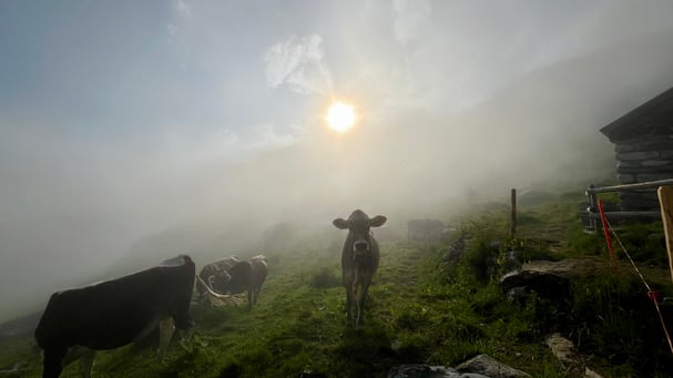 Alp Stäfel, Maderanertal, Uri, Schweiz, Windgällengebiet, Naturcoaching