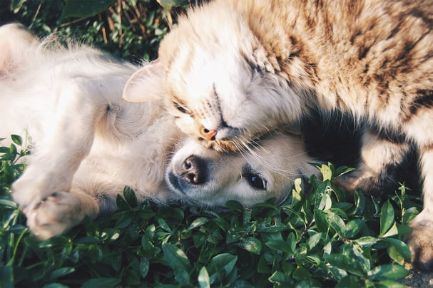 Bild: Free-Photos auf Pixabay