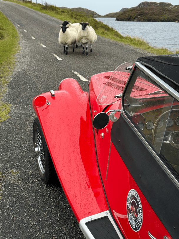 Moutons sur les routes Ecossaises