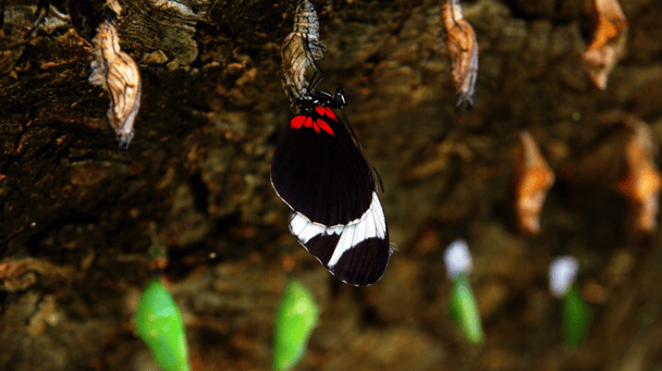 Spirituelle und emotionale Heilung