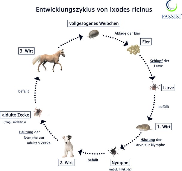 Krankheitsbilder von Borreliose bei Zecken
