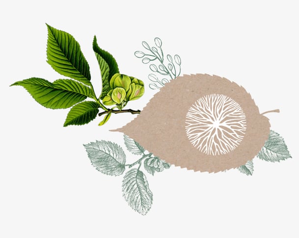 Äste und Blätter fein gezeichnet, Ulme, keltisches Baumhoroskop