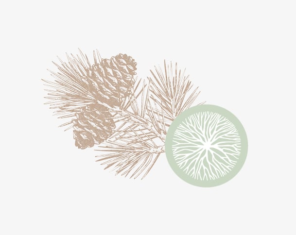 zeder-horoskop-baum-uebersicht