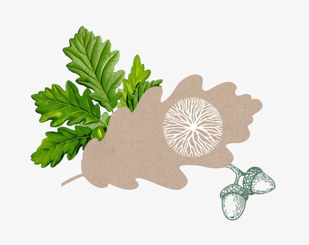 Eiche-Blätter und Nüsse von Hand gezeichnet.