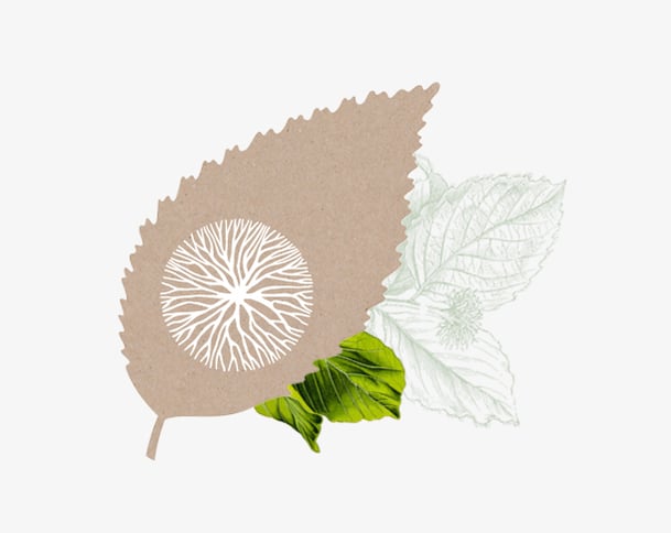 Von Hand fein gezeichnete Buchenblätter