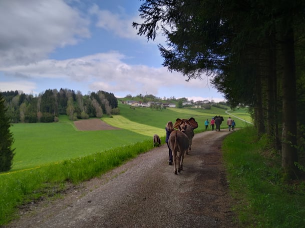 Wandern mit Pferd, Esel und Hund