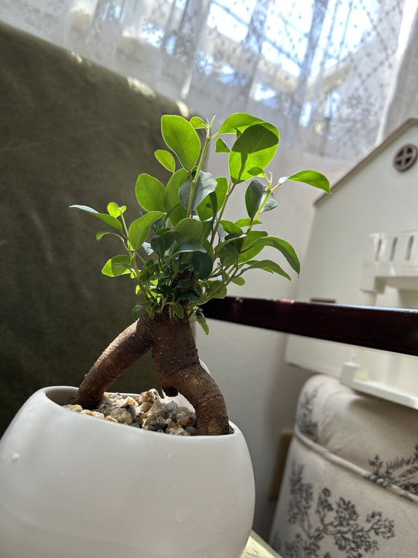 小笠原こどもとかぞくのカウンセリングルーム。保育参観、学校公開、運動会など。家庭の外での子どもの姿。子どもの色んな姿にまなざしを向け、誰かと共有してみてください。