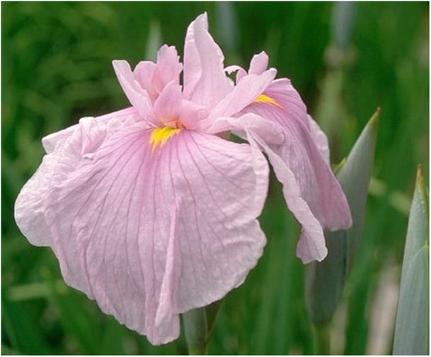 Cultivar de variété ancienne d'Iris ensata de la région d'Ise, appelé 'Naniwazu'. (Photo Sophie Le Berre).