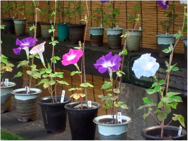 Présentation (actuelle) des variétés anciennes d'ipomées (Ipomoea nil) de la région de Higo. (Photo Sophie Le Berre). 