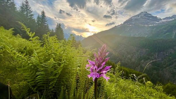 Naturcoaching mit Sommer