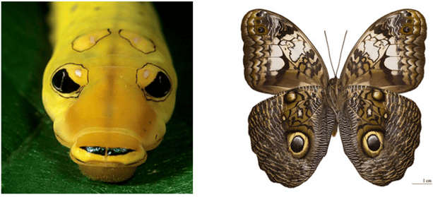 Papilio troilus ; Source Kuhn Photo     |     Caligo ; Source Didier Descouens